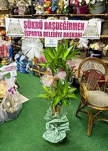 Saksıda 2li Massengena