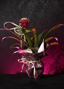 Saksıda Bordo Bromella